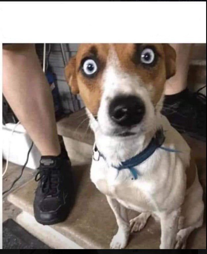 wide eyed jack russell terrier Blank Meme Template