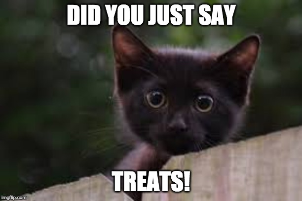 what's that?! | DID YOU JUST SAY; TREATS! | image tagged in what's that | made w/ Imgflip meme maker