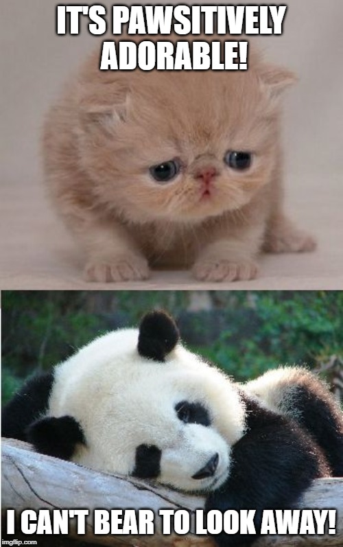 Cute animals | IT'S PAWSITIVELY ADORABLE! I CAN'T BEAR TO LOOK AWAY! | image tagged in cute animals | made w/ Imgflip meme maker