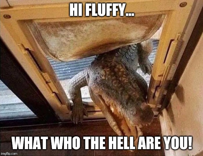 Croc Godzilla door cat door dog door | HI FLUFFY... WHAT WHO THE HELL ARE YOU! | image tagged in croc godzilla door cat door dog door | made w/ Imgflip meme maker