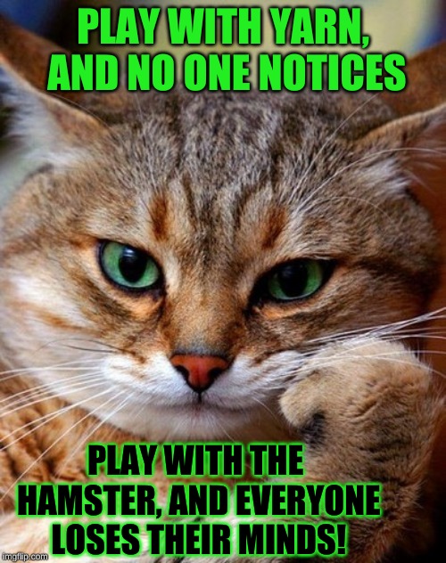 It's all unfair in a cat's life | PLAY WITH YARN, AND NO ONE NOTICES; PLAY WITH THE HAMSTER, AND EVERYONE LOSES THEIR MINDS! | image tagged in bored cat,memes,cats,joker everyone loses their minds,why are you like this,raycat | made w/ Imgflip meme maker