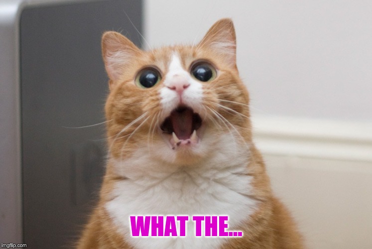 Amazed cat | WHAT THE... | image tagged in amazed cat | made w/ Imgflip meme maker