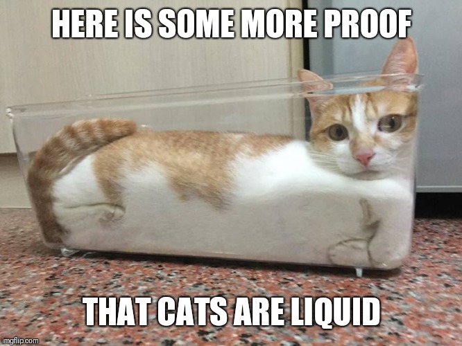 Liquid cat | HERE IS SOME MORE PROOF; THAT CATS ARE LIQUID | image tagged in liquid cat,cats,funny cats | made w/ Imgflip meme maker