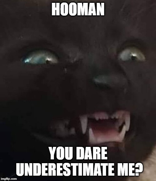 HOOMAN; YOU DARE UNDERESTIMATE ME? | image tagged in cat,hooman,underestimate | made w/ Imgflip meme maker