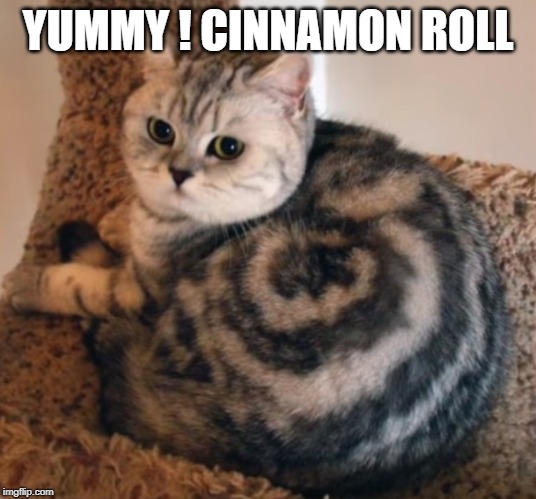 good enough to eat | YUMMY ! CINNAMON ROLL | image tagged in cat,pattern | made w/ Imgflip meme maker