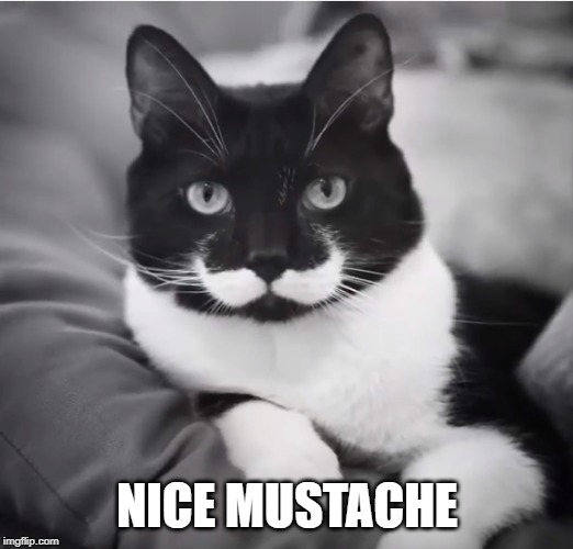 he looks the purrfect gentleman | NICE MUSTACHE | image tagged in cat,markings | made w/ Imgflip meme maker