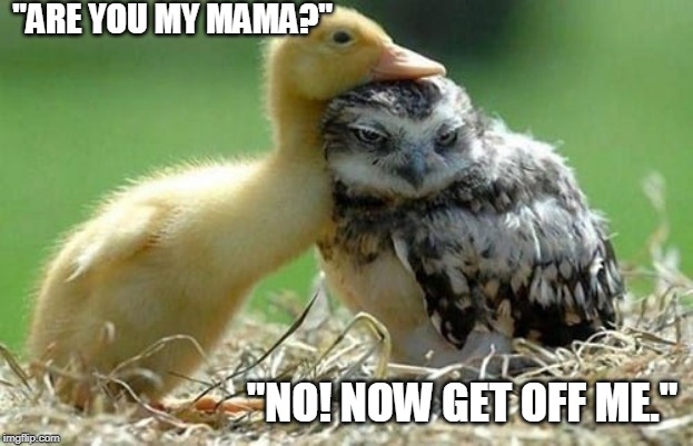 DUCKLING | "ARE YOU MY MAMA?"; "NO! NOW GET OFF ME." | image tagged in duckling,duck,owl,funny | made w/ Imgflip meme maker