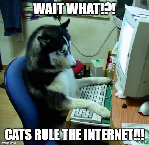 I Have No Idea What I Am Doing Meme | WAIT WHAT!?! CATS RULE THE INTERNET!!! | image tagged in memes,i have no idea what i am doing | made w/ Imgflip meme maker