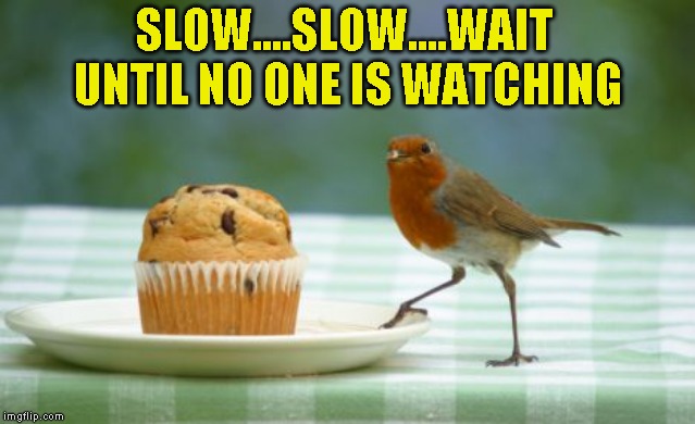 Who me? | SLOW....SLOW....WAIT UNTIL NO ONE IS WATCHING | image tagged in bird | made w/ Imgflip meme maker