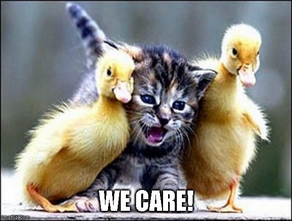Kitten with ducklings | WE CARE! | image tagged in kitten with ducklings | made w/ Imgflip meme maker