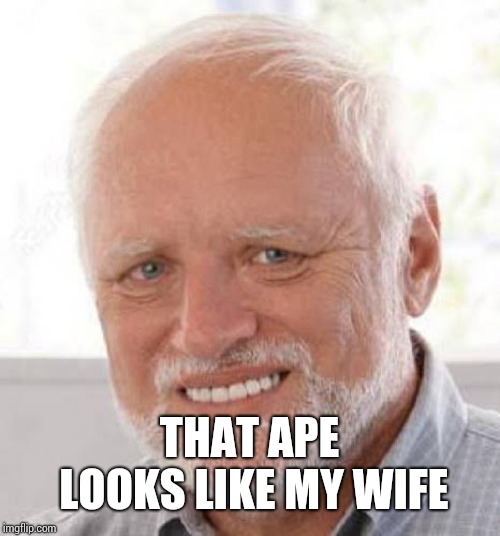 Harold smile | THAT APE LOOKS LIKE MY WIFE | image tagged in harold smile | made w/ Imgflip meme maker