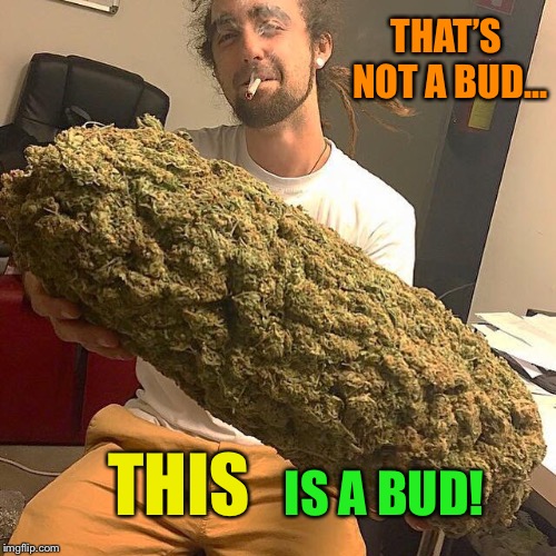 Marijuana Dundee | THAT’S NOT A BUD... THIS; IS A BUD! | image tagged in marijuana,crocodile dundee,big,bud,stoners,funny memes | made w/ Imgflip meme maker