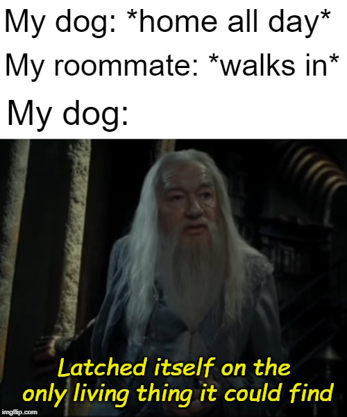 Based on a true story | My dog: *home all day*; My roommate: *walks in*; My dog:; Latched itself on the only living thing it could find | image tagged in dog,pet,dumbledore,harry potter,snape | made w/ Imgflip meme maker