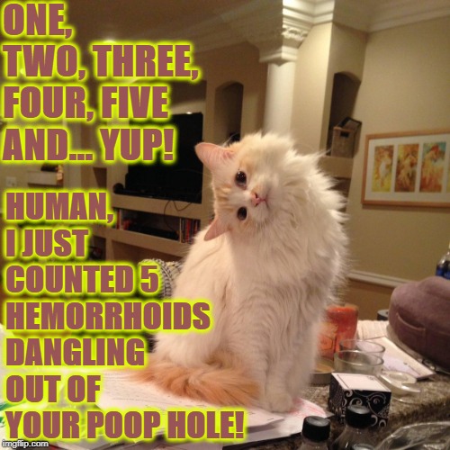 POOP HOLE | ONE, TWO, THREE, FOUR, FIVE AND... YUP! HUMAN, I JUST COUNTED 5 HEMORRHOIDS DANGLING OUT OF YOUR POOP HOLE! | image tagged in poop hole | made w/ Imgflip meme maker