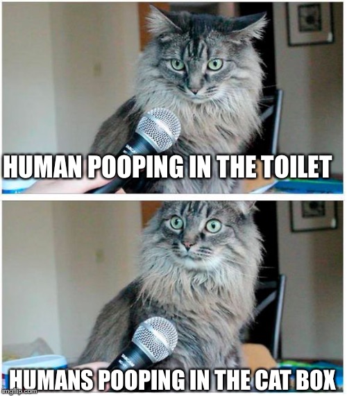 That right, plural. Tried burying that sucker for hours | HUMAN POOPING IN THE TOILET; HUMANS POOPING IN THE CAT BOX | image tagged in cat and microphone | made w/ Imgflip meme maker