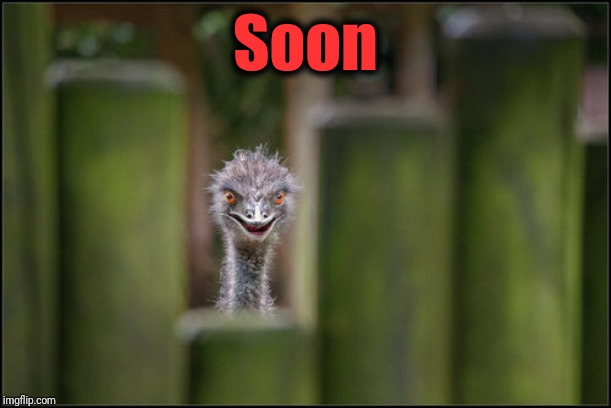Soon Ostrich | Soon | image tagged in soon ostrich | made w/ Imgflip meme maker