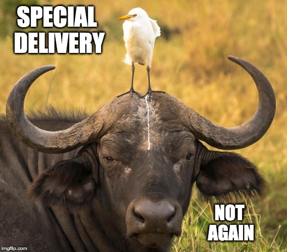 It rubs the lotion in | SPECIAL DELIVERY; NOT AGAIN | image tagged in bird poop,horns,bull,having a bad day | made w/ Imgflip meme maker