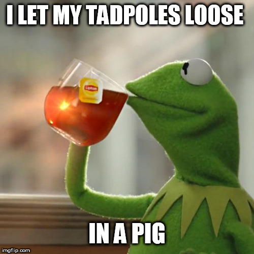But That's None Of My Business Meme | I LET MY TADPOLES LOOSE; IN A PIG | image tagged in memes,but thats none of my business,kermit the frog | made w/ Imgflip meme maker