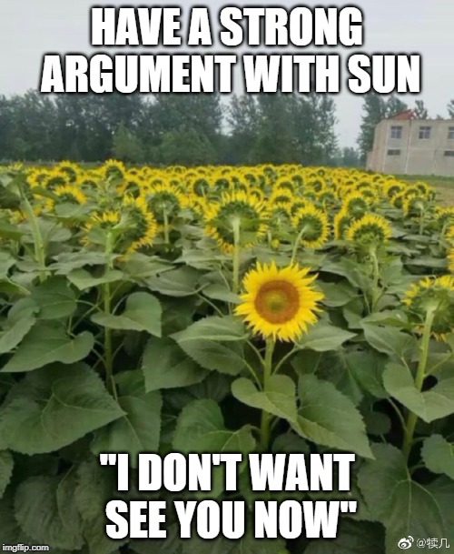 Individuality sunflower | HAVE A STRONG ARGUMENT WITH SUN; "I DON'T WANT SEE YOU NOW" | image tagged in individuality sunflower | made w/ Imgflip meme maker