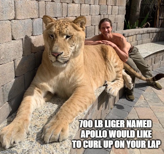 big softee with his owner | 700 LB LIGER NAMED APOLLO WOULD LIKE TO CURL UP ON YOUR LAP | image tagged in liger | made w/ Imgflip meme maker