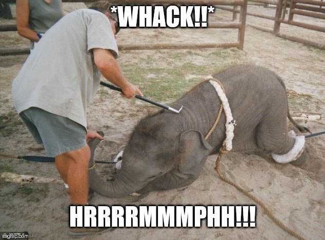 *whack!* | *WHACK!!*; HRRRRMMMPHH!!! | image tagged in elephant being beaten,memes,dank memes | made w/ Imgflip meme maker