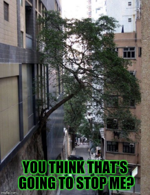 Trees Win Again | YOU THINK THAT'S GOING TO STOP ME? | made w/ Imgflip meme maker