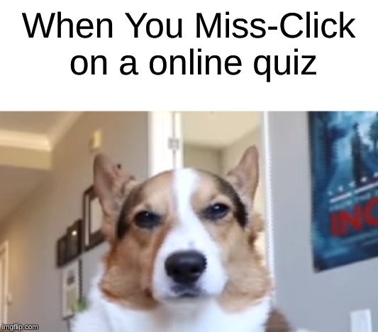 we been through this | When You Miss-Click on a online quiz | image tagged in dogs,relatable | made w/ Imgflip meme maker