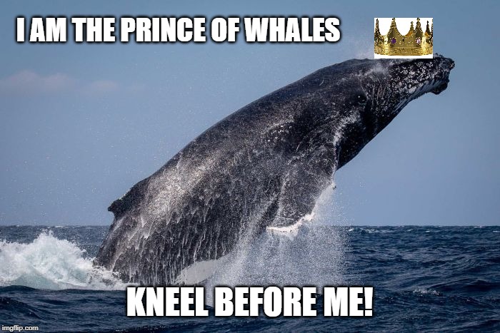 God Save The Whale | I AM THE PRINCE OF WHALES; KNEEL BEFORE ME! | image tagged in whale,prince | made w/ Imgflip meme maker