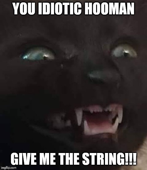 YOU IDIOTIC HOOMAN; GIVE ME THE STRING!!! | image tagged in cat,hooman | made w/ Imgflip meme maker