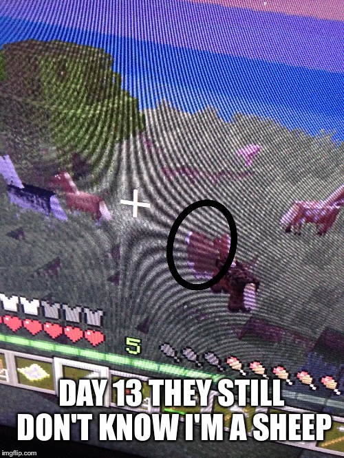DAY 13 THEY STILL DON'T KNOW I'M A SHEEP | image tagged in sheep,minecraft | made w/ Imgflip meme maker