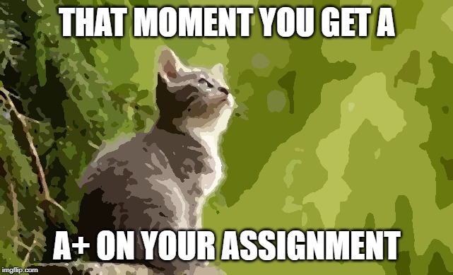 THAT MOMENT YOU GET A; A+ ON YOUR ASSIGNMENT | image tagged in cat | made w/ Imgflip meme maker