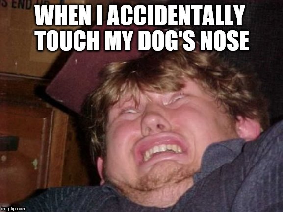 WTF Meme | WHEN I ACCIDENTALLY TOUCH MY DOG'S NOSE | image tagged in memes,wtf | made w/ Imgflip meme maker