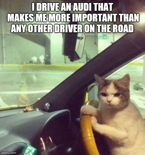Driving cat | I DRIVE AN AUDI THAT MAKES ME MORE IMPORTANT THAN ANY OTHER DRIVER ON THE ROAD | image tagged in driving cat | made w/ Imgflip meme maker