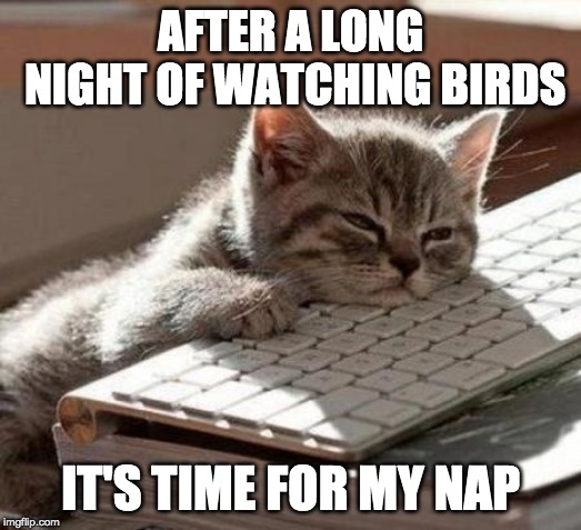 ....or jacksepticeye! | AFTER A LONG NIGHT OF WATCHING BIRDS; IT'S TIME FOR MY NAP | image tagged in tired cat | made w/ Imgflip meme maker