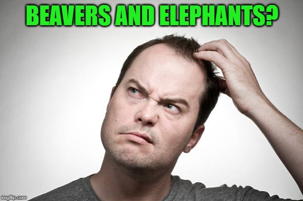 confused | BEAVERS AND ELEPHANTS? | image tagged in confused | made w/ Imgflip meme maker