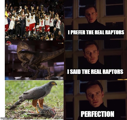 The real raptors | I PREFER THE REAL RAPTORS; I SAID THE REAL RAPTORS; PERFECTION | image tagged in perfection,raptors | made w/ Imgflip meme maker