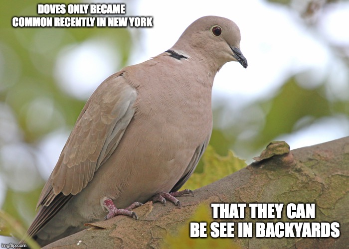Eurasian-Collared Dove | DOVES ONLY BECAME COMMON RECENTLY IN NEW YORK; THAT THEY CAN BE SEE IN BACKYARDS | image tagged in dove,new york city,memes | made w/ Imgflip meme maker