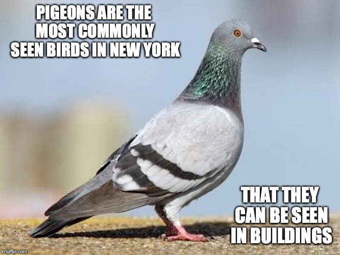 Pigeons | PIGEONS ARE THE MOST COMMONLY SEEN BIRDS IN NEW YORK; THAT THEY CAN BE SEEN IN BUILDINGS | image tagged in pigeon,memes,new york city | made w/ Imgflip meme maker