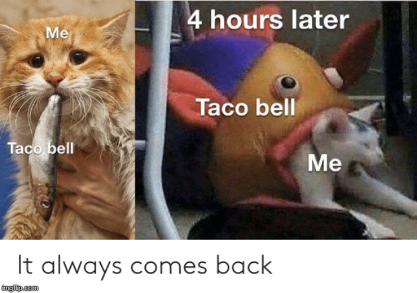 Taco bell | image tagged in taco bell,cat,cats | made w/ Imgflip meme maker