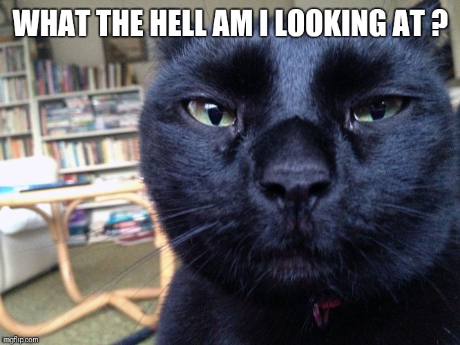 Suspicious cat | WHAT THE HELL AM I LOOKING AT ? | image tagged in suspicious cat | made w/ Imgflip meme maker
