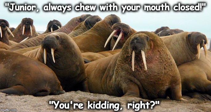 "Junior, always chew with your mouth closed!"; "You're kidding, right?" | image tagged in walrus | made w/ Imgflip meme maker