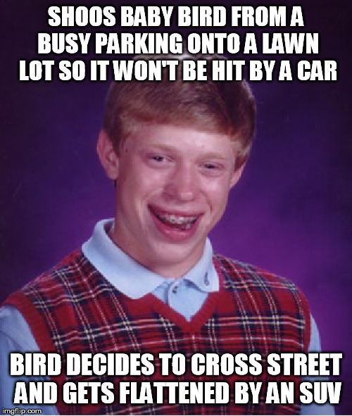 Bad Luck Brian Meme | SHOOS BABY BIRD FROM A BUSY PARKING ONTO A LAWN LOT SO IT WON'T BE HIT BY A CAR; BIRD DECIDES TO CROSS STREET AND GETS FLATTENED BY AN SUV | image tagged in memes,bad luck brian | made w/ Imgflip meme maker