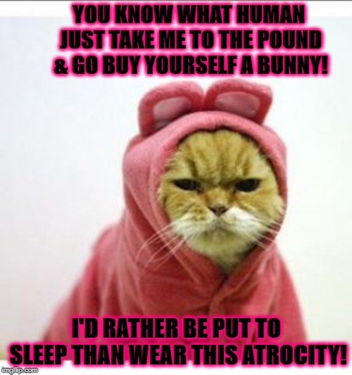 I'D RATHER DIE | YOU KNOW WHAT HUMAN JUST TAKE ME TO THE POUND & GO BUY YOURSELF A BUNNY! I'D RATHER BE PUT TO SLEEP THAN WEAR THIS ATROCITY! | image tagged in i'd rather die | made w/ Imgflip meme maker