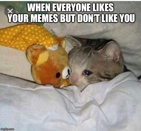 Sad cat | WHEN EVERYONE LIKES YOUR MEMES BUT DON’T LIKE YOU | image tagged in sad cat | made w/ Imgflip meme maker