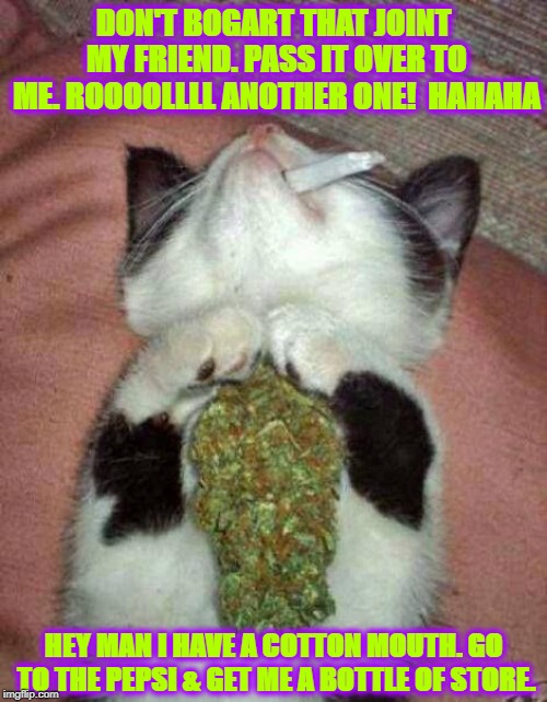 STONER KITTEN | DON'T BOGART THAT JOINT MY FRIEND. PASS IT OVER TO ME. ROOOOLLLL ANOTHER ONE!  HAHAHA; HEY MAN I HAVE A COTTON MOUTH. GO TO THE PEPSI & GET ME A BOTTLE OF STORE. | image tagged in stoner kitten | made w/ Imgflip meme maker