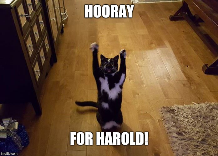 Yipeee cat | HOORAY FOR HAROLD! | image tagged in yipeee cat | made w/ Imgflip meme maker