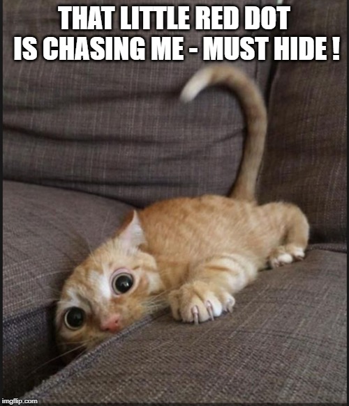 scatty cat | THAT LITTLE RED DOT IS CHASING ME - MUST HIDE ! | image tagged in cat,laser | made w/ Imgflip meme maker