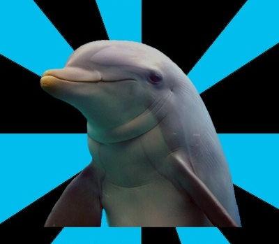 Dolphin Blank Meme Template