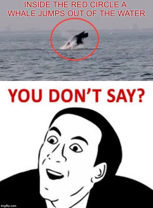 INSIDE THE RED CIRCLE A WHALE JUMPS OUT OF THE WATER | image tagged in you dont say,stupid pictures,memes,funny | made w/ Imgflip meme maker