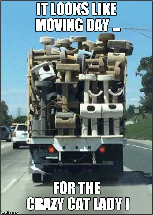 A Crazy Cat Lady's On The Move ! | IT LOOKS LIKE MOVING DAY ... FOR THE CRAZY CAT LADY ! | image tagged in fun,crazy cat lady | made w/ Imgflip meme maker